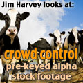 Crowd Control: Pre-Keyed Alpha Stock footage